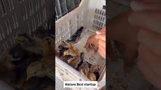 महाराष्ट्रातील सर्वात मोठं गावरान कुकुट पालन  haitech poultry farming startup shorts [upl. by Solana]