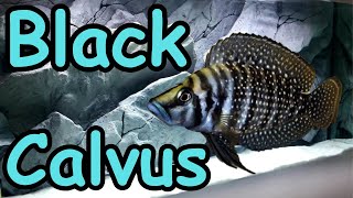 Black Calvus  Altolamprologus calvus [upl. by Queen]