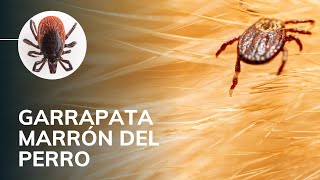 LA GARRAPATA MARRÓN DEL PERRO 🕷 【𝑀𝐸𝐷𝐼𝐶𝐼𝑁𝐴 𝑉𝐸𝑇𝐸𝑅𝐼𝑁𝐴𝑅𝐼𝐴】 [upl. by Mccowyn]