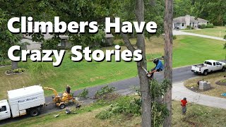 Hickory Tree Trimming with a Contract Climber [upl. by Notlit]