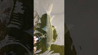 Amazing FishingFishing Videos Mahseer Fishing [upl. by Ahsinit456]