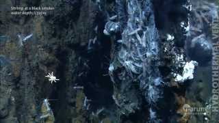 Hydrothermal vents in the deep sea [upl. by Mychal]