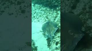 Big Mama Pregnant Stingraydiving fish ocean sea scubadiving fishing pesca seadiving viral [upl. by Franzoni]