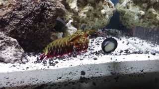 Mantis Shrimp attacking snail  hitting glass [upl. by Ravaj]