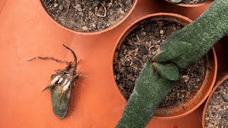 GASTERIA succulent PROPAGATION  2 effective ways [upl. by Annohsed]