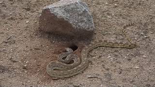 Bull Snake Digging A Hole [upl. by Solim]