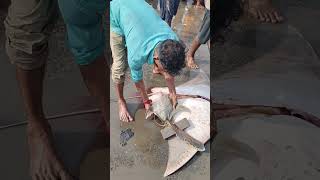 పిల్లతో ఉన్న టేకు Stingray having her babies Kakinada Fishing Harbour [upl. by Bram]