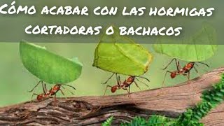 Cómo ACABAR con las HORMIGAS CORTADORAS o BACHACOS [upl. by Wilfred]