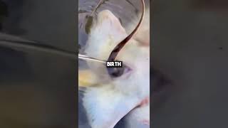 Rare video of stingrays giving birth🐟 [upl. by Marmion]