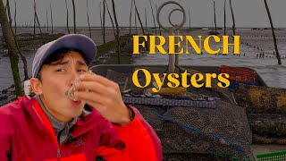 Oyster Harvesting My beautiful french discovery [upl. by Chelsea640]