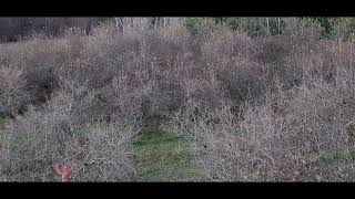 Michigan Whitetail Deer hunt 2023 Gun season opener [upl. by Azzil488]