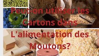 Élevage de mouton au sénégal peuton utiliser les cartons dans lalimentation de moutons [upl. by Sharline453]