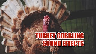 Turkey Sounds 🦃 Turkey Sound Effects 🦃 Turkey Gobbles [upl. by Oiralih]