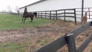 Reedannland  Teaching a foal to follow [upl. by Ecnesse]