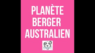 Mon berger australien est excité  2 exercices BEST REPLAYS01 [upl. by Inilam]