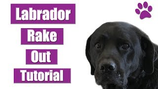 How To Rake amp Deshed A Labrador Retriever  Pet Grooming Tutorial [upl. by Grogan]