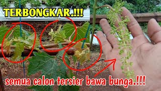 DENGAN 3 CARA INI ANGGUR CEPAT BERBUAH DAN LEBAT  puncak grape [upl. by Shing]