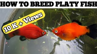 How to breed platy  Platy fish Breeding  Platy fish Breeding in Hindi [upl. by Uahsoj]