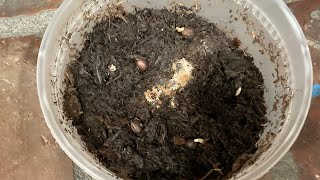 How To Grow A Washingtonia Robusta [upl. by Naginarb]