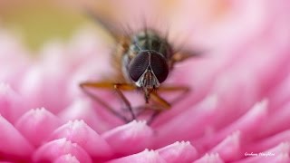 Using Raynox Close up lenses for macro photography with the Panasonic Lumix Fz200 [upl. by Kcub]