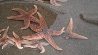 Common starfish Asterias rubens [upl. by Chud]