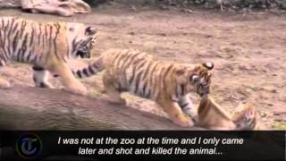 German zookeeper killed by tiger at Cologne zoo [upl. by Halivah]