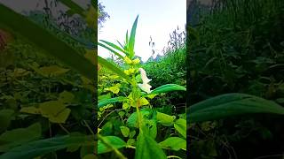 Organic fertilizer organicfarmar farming organicfertilizer natural organic agriculture farmer [upl. by Dlopoel]