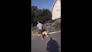 OffLeash Dog Attacks San Francisco Park Ranger [upl. by Leeanne]