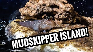 The Mudskipper and Puffer Brackish Paludarium [upl. by Nehepts21]