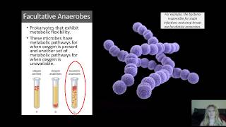 Microbial Metabolism  Fermentation Aerobic and Anaerobic Cellular Respiration [upl. by Aluor]