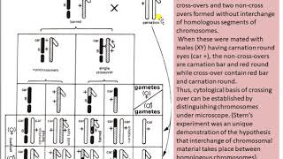 Cytological Basis of crossing over [upl. by Hepsibah]