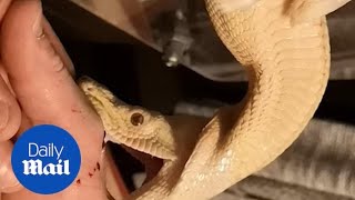 Snake feeding goes horribly wrong as pet boa bites owners hand [upl. by Teodoor]