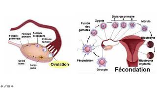 Vidéo 2 sur le chapitre 92 la grossesses des gamètes au foetus [upl. by Neyugn614]