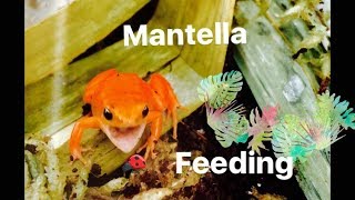 Golden Mantella Feeding Close Up [upl. by Sapphire]