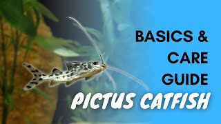 Pictus Catfish Basics And Care [upl. by Grenier994]