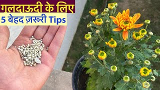 गुलदाऊदी पर फ़ूल आने से पहले ये 5 ज़रूरी बातें जान ले  Chrysanthemum Full CareFertiliserCuttings [upl. by Brenza]