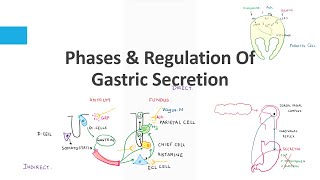 Phases amp Regulation Of Gastric Secretion [upl. by Notsnarc]