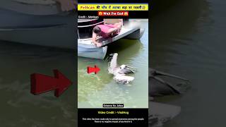 Pelican की चोंच में फंसा बड़ा सा मछली 😰🤯 [upl. by Meadow]