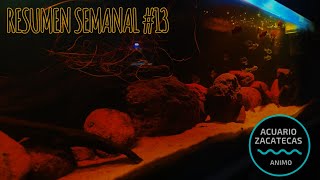 RESUMEN SEMANAL 13 ACUARIO MARINO ACUARIO DE TANINOS ACUARIO TROPICAL MINI ACUARIO [upl. by Aoht935]