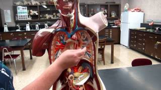 AampP1 Lab1 Anatomical Directional Terms Planes and Body Cavities [upl. by Catrina562]