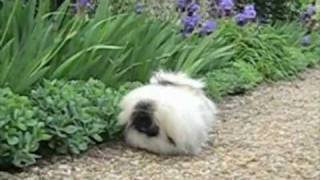 PEKINGESE The morning in the Garden m4v [upl. by Itraa]