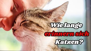 Wie lange erinnern sich Katzen an ihre Besitzer 😸 Das Gedächtnis von Katzen erklärt 😲 [upl. by Nonad240]