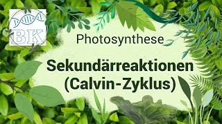 Sekundärreaktionen Dunkelreaktion CalvinZyklus der Photosynthese [upl. by Block]