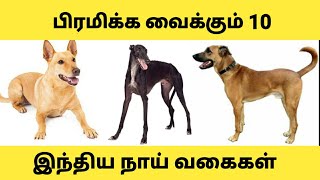 Top 10 indian dog breeds in tamil  இந்தியாவின் தலைசிறந்த 10 நாட்டு நாய்கள் [upl. by Lorine]