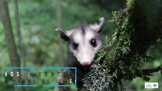 La Zarigüeya Didelphis marsupialis Ayúdanos a protegerlas tú eres parte de la solución [upl. by Ondine875]