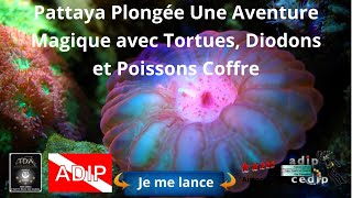 Pattaya Plongée Une Aventure Magique avec Tortues Diodons et Poissons Coffre avec plongée asie [upl. by Nosnek]