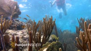 Mesoamerican Reef Snorkeling  Puerto Morelos [upl. by Beatriz61]