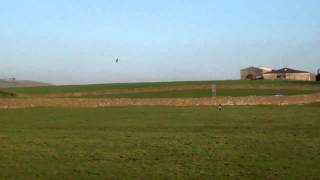 Allotment Diary March 25th  Lapwings aerial mating display around the plot [upl. by Angelico]