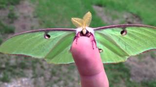 Actias Luna Moth  Green Lunar Moth [upl. by Earased]