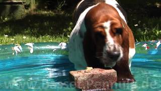 Basset Hund in Zeitlupe [upl. by Anifares513]